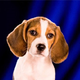 Image for article titled Animal Planet Will See Your "Football" And Raise You Puppies